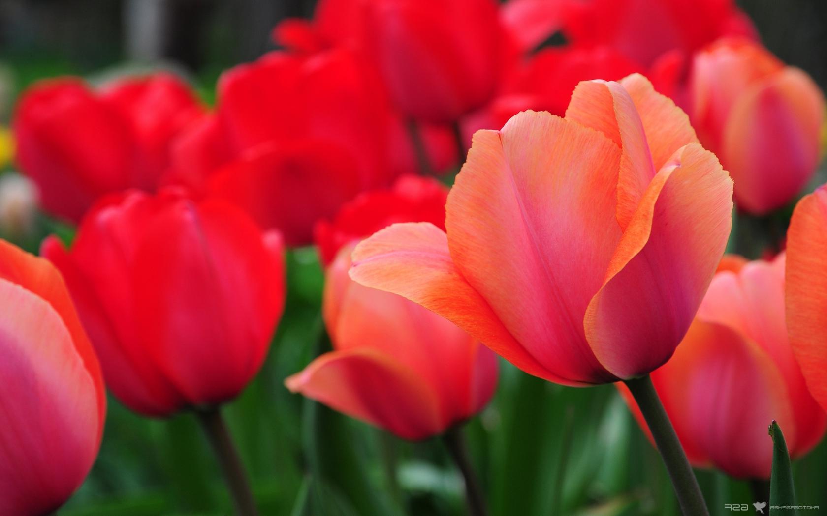 Красные, тюльпаны, цветы, природа Цветы картинки, обои рабочий стол