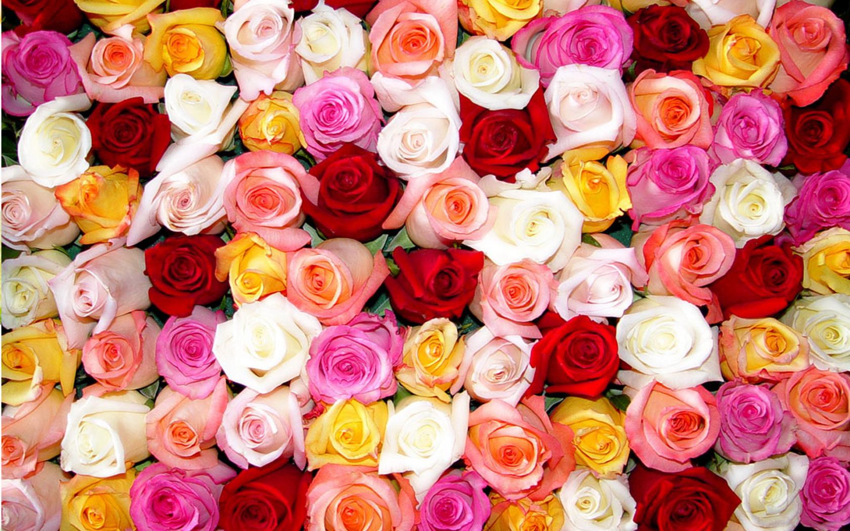 Разноцветные розы Цветы картинки, обои рабочий стол