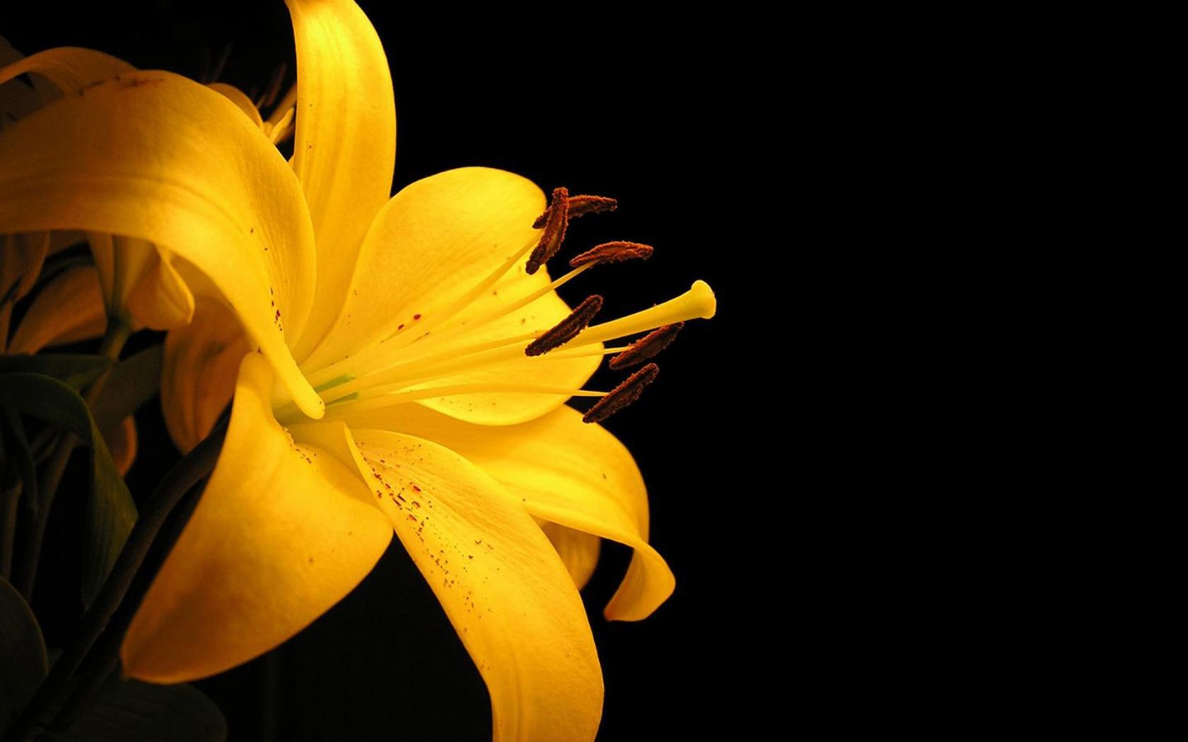 Желтая лилия Цветы картинки, обои рабочий стол