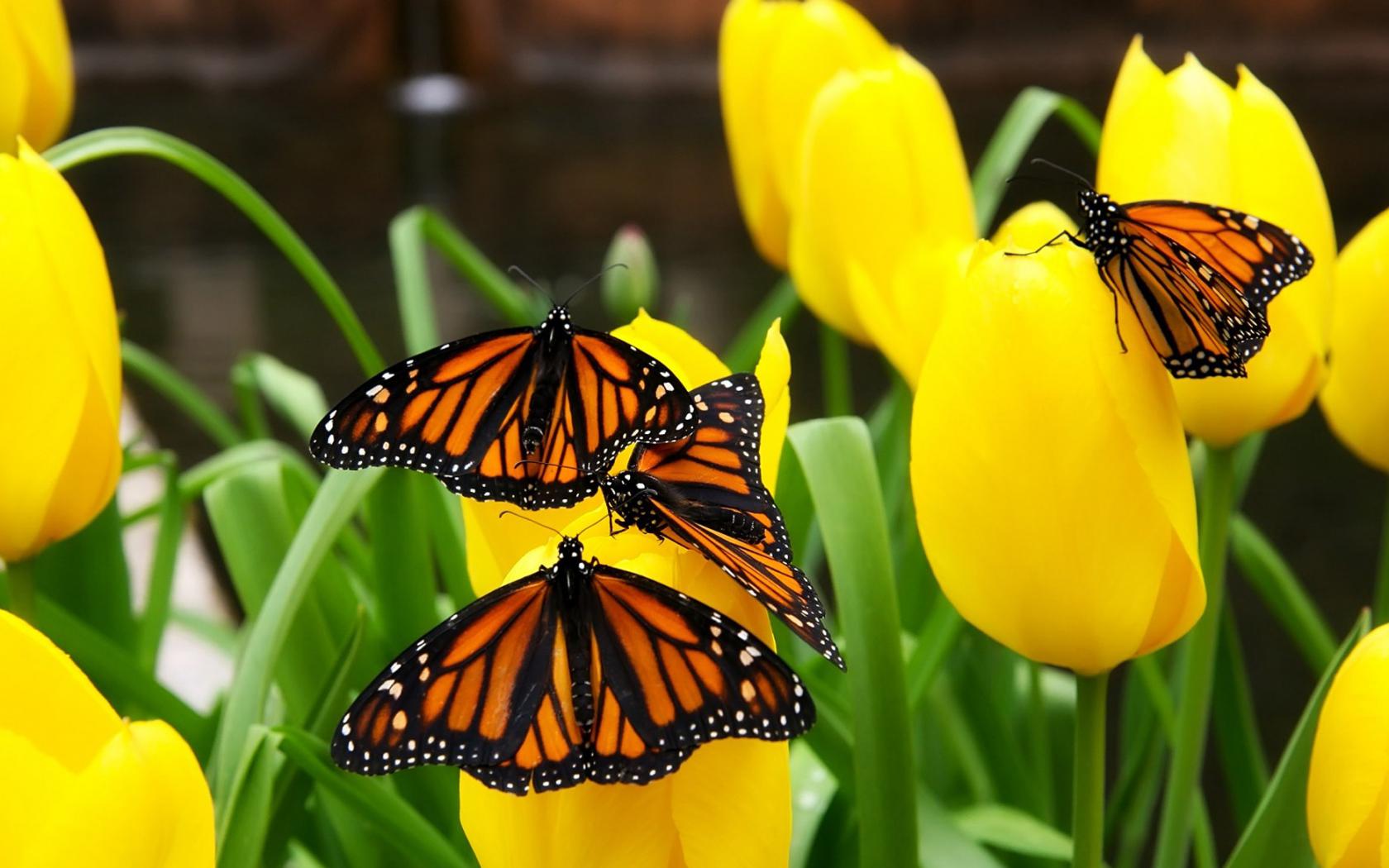 Бабочки на желтых тюльпанах Цветы картинки, обои рабочий стол