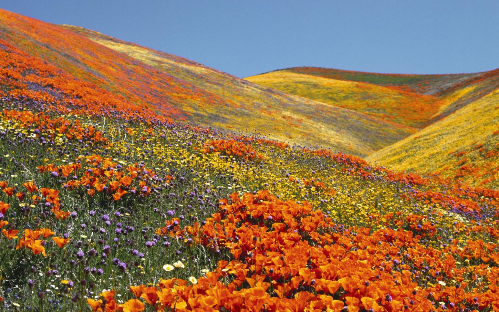 Долина цветов Цветы картинки, обои рабочий стол