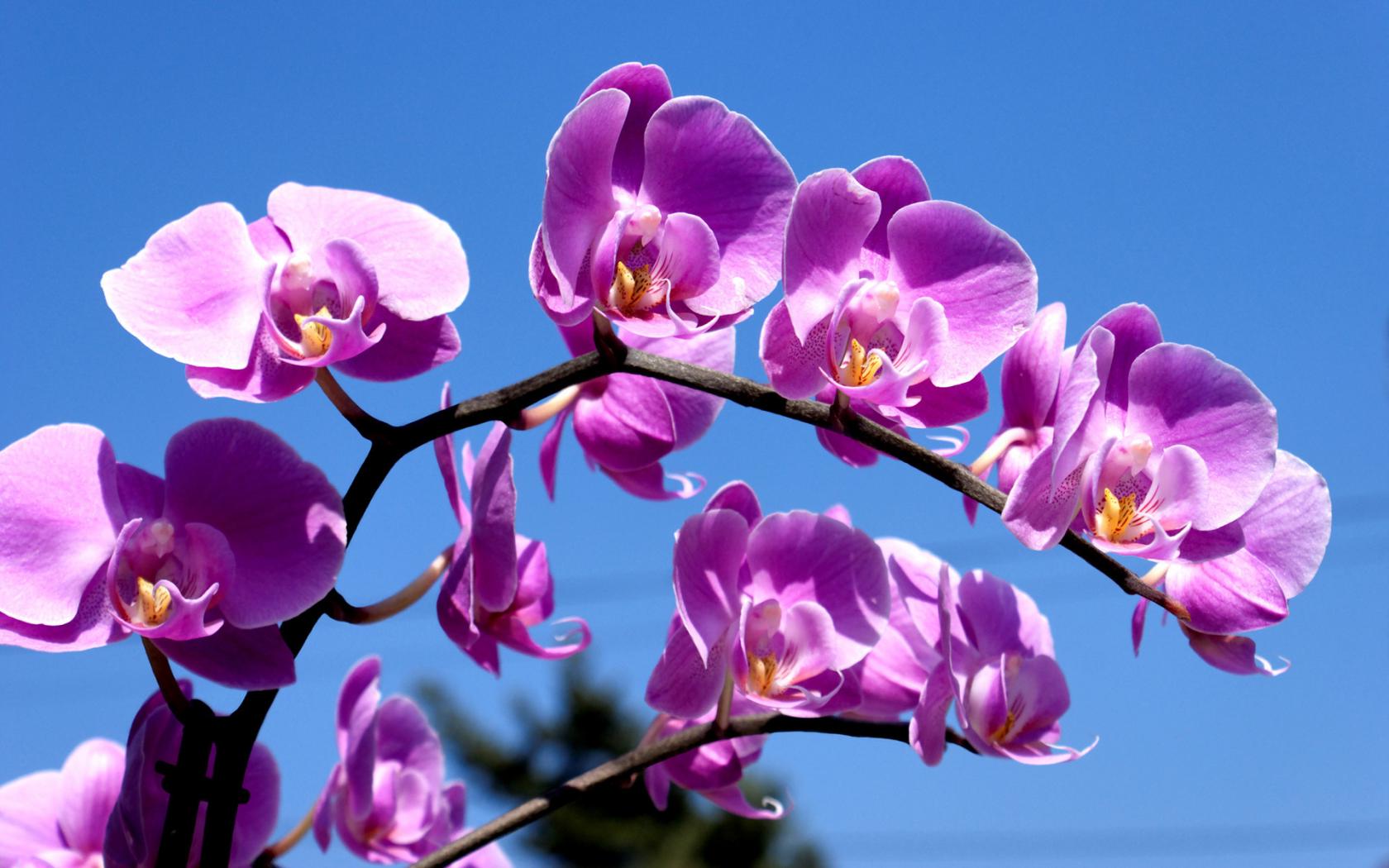 Ветка орхидеи Цветы картинки, обои рабочий стол