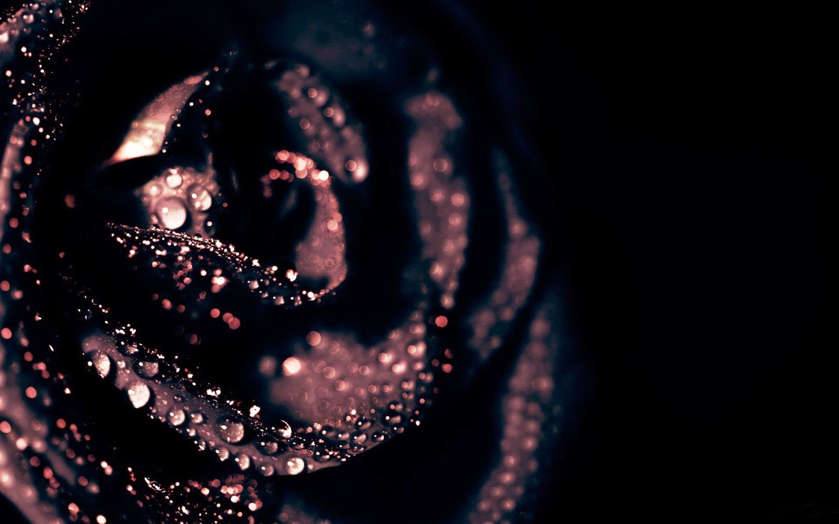 Чёрная роза в капельках Цветы картинки, обои рабочий стол