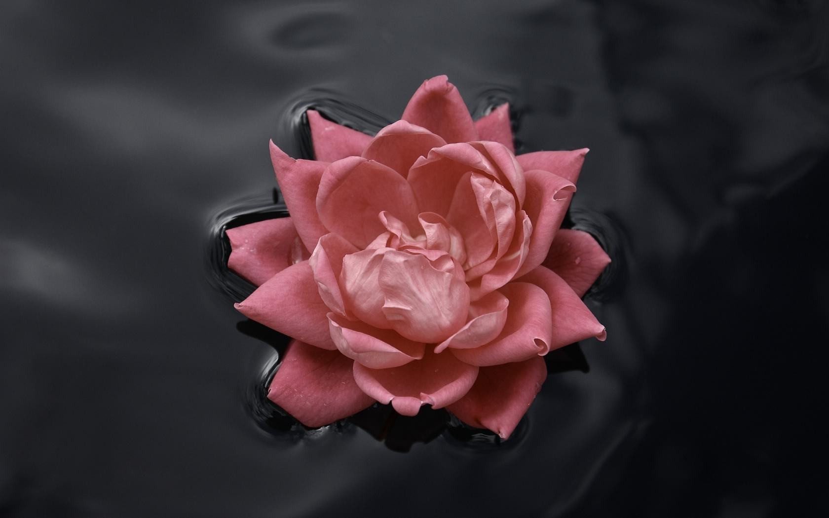Роза, вода, контраст Цветы картинки, обои рабочий стол
