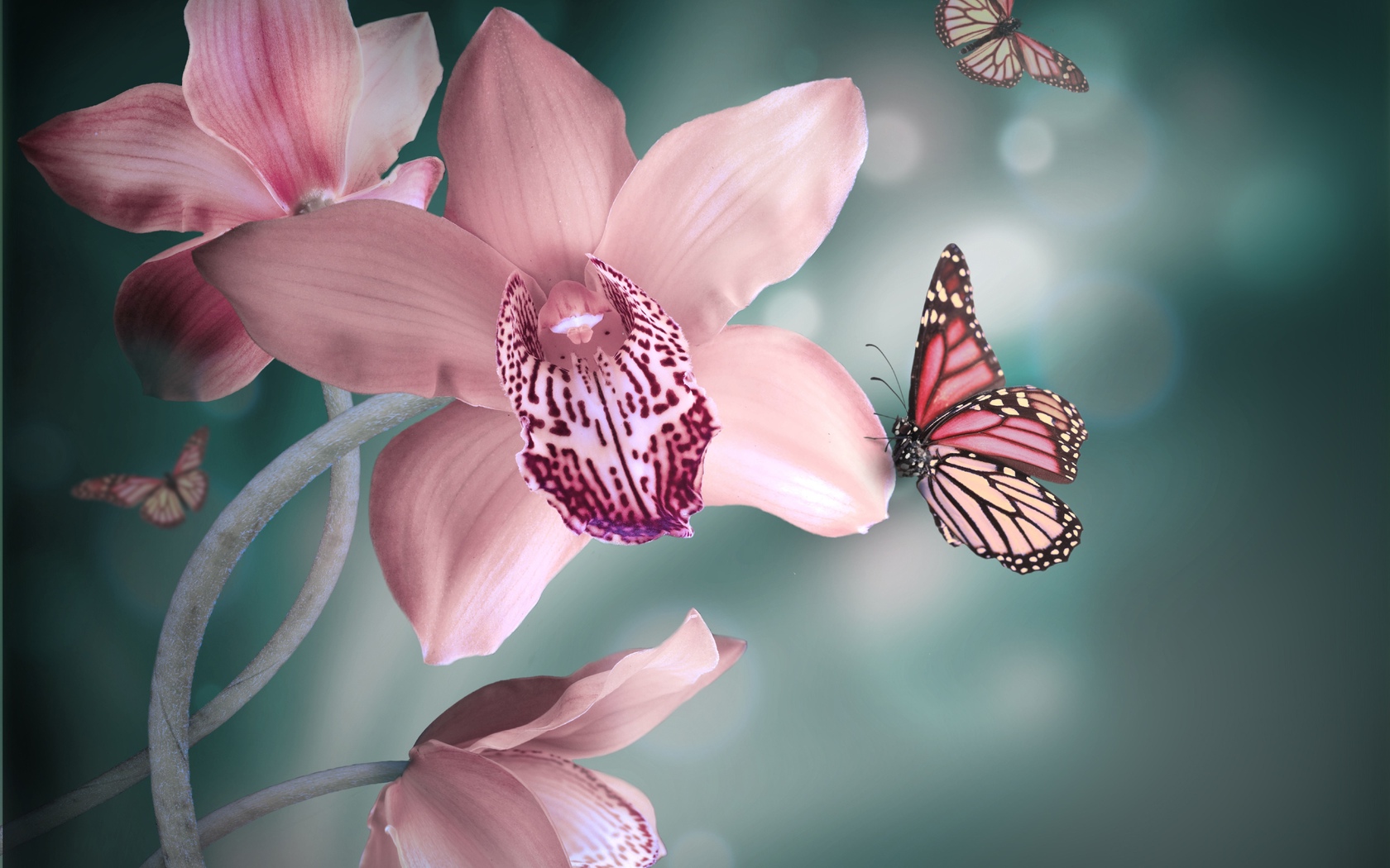бабочки, розовые, фон, орхидея, цветы Цветы картинки, обои рабочий стол