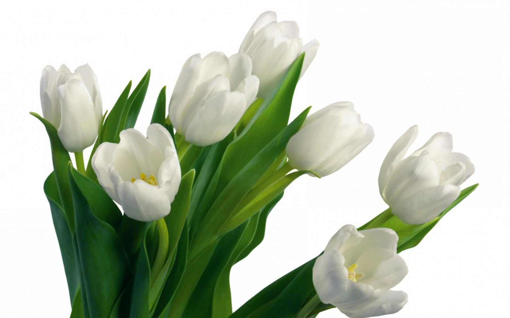 Белые Тюльпаны Цветы картинки, обои рабочий стол