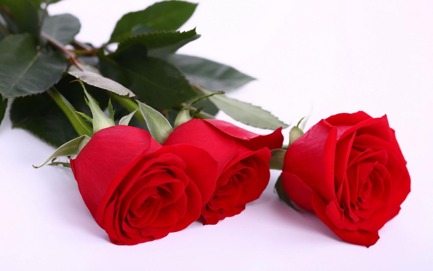 Три розы Цветы картинки, обои рабочий стол