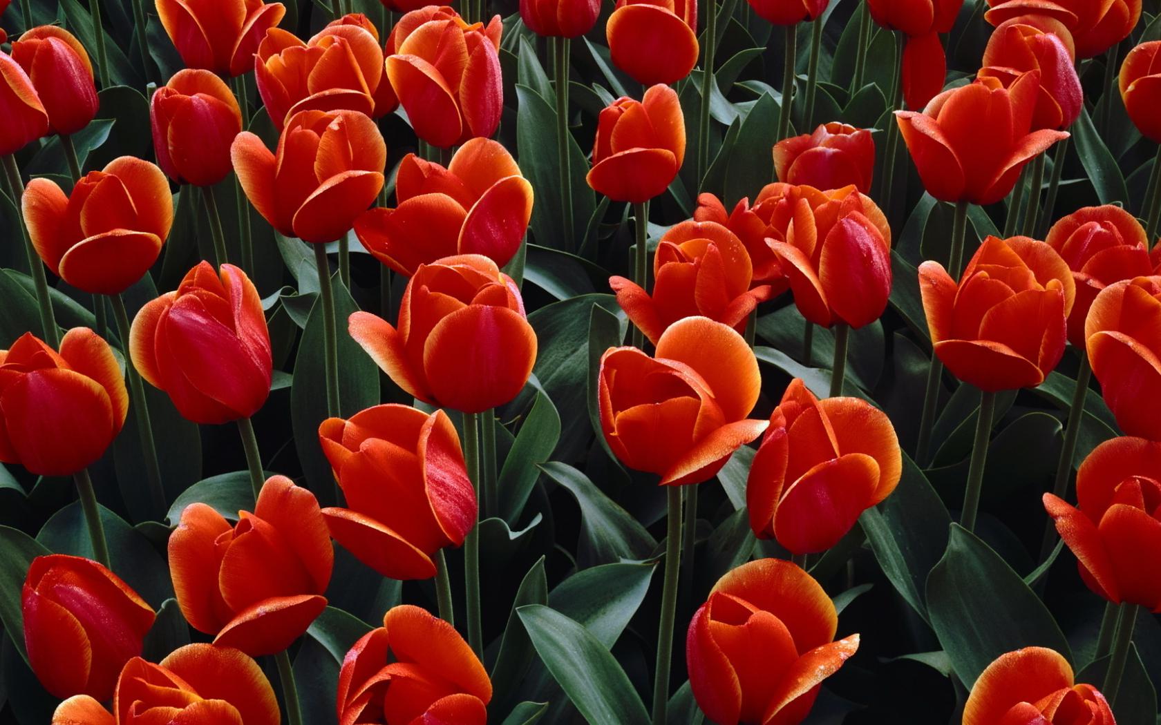 Тюльпаны, красные Цветы картинки, обои рабочий стол
