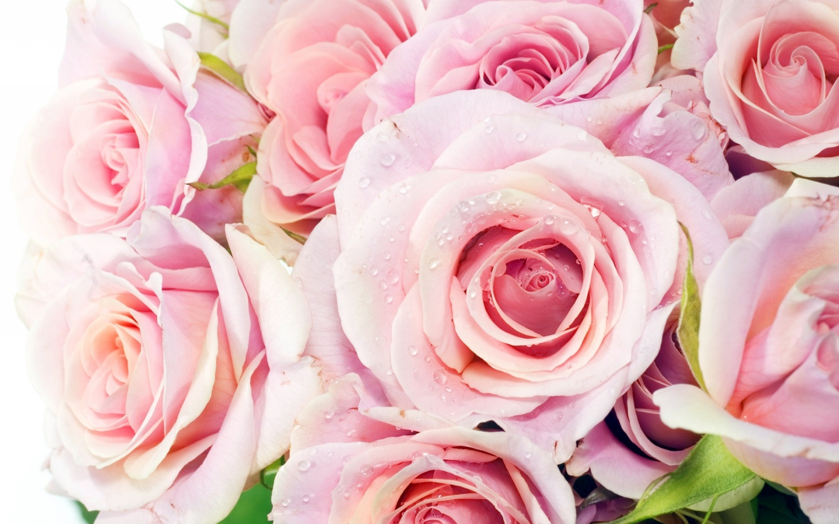 Розовые розы Цветы картинки, обои рабочий стол