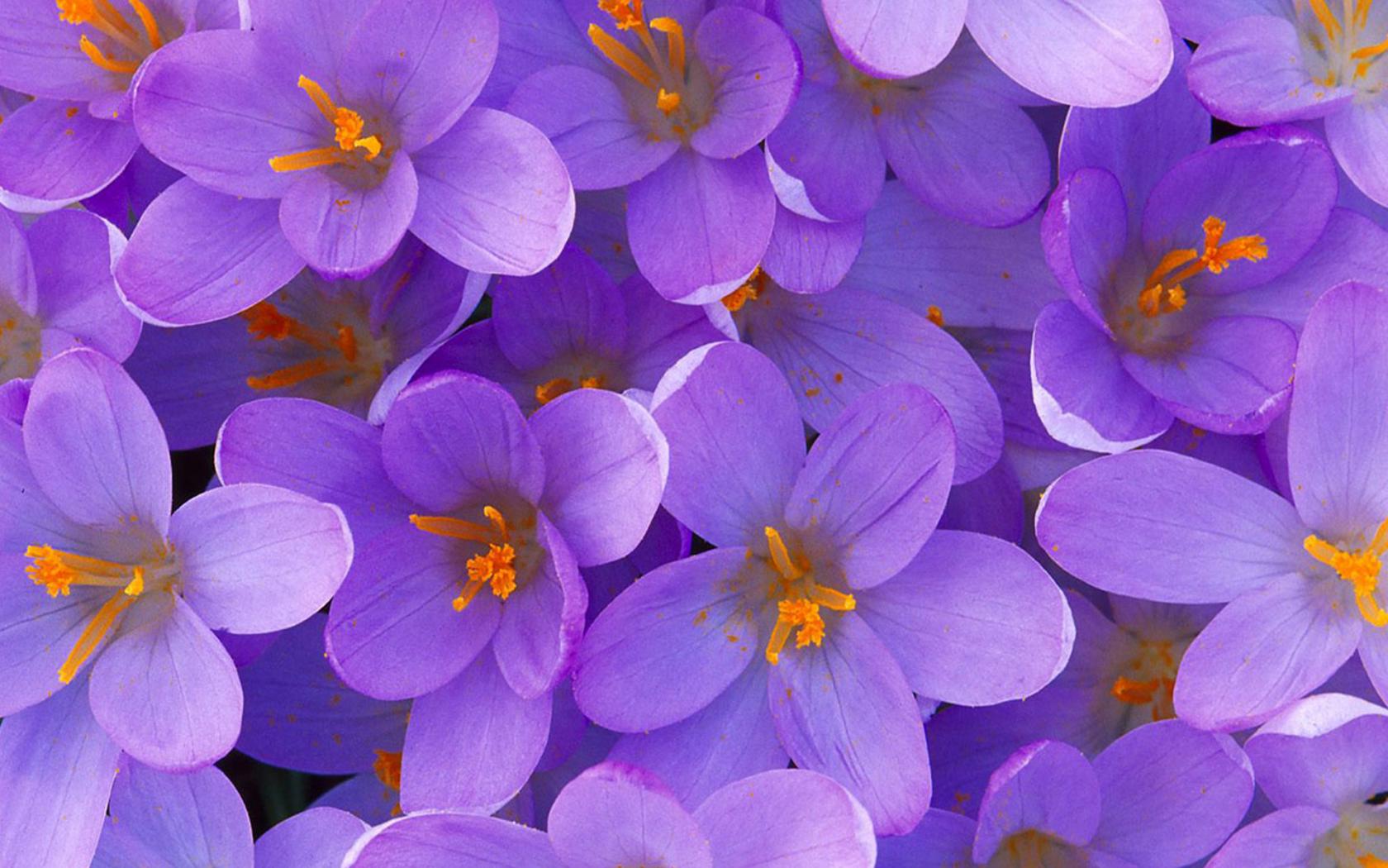 Цветы, фиолетовые, красивые Цветы картинки, обои рабочий стол