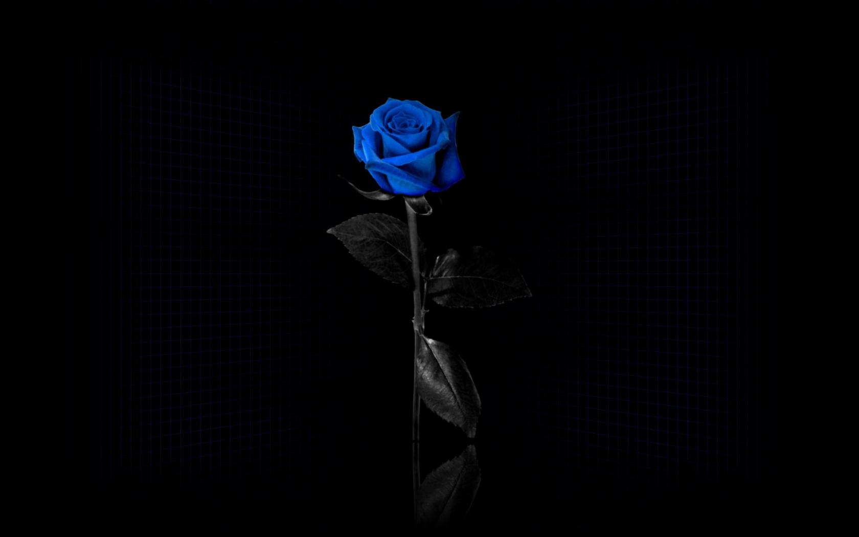 Черный фон, синяя роза, сетка Цветы картинки, обои рабочий стол