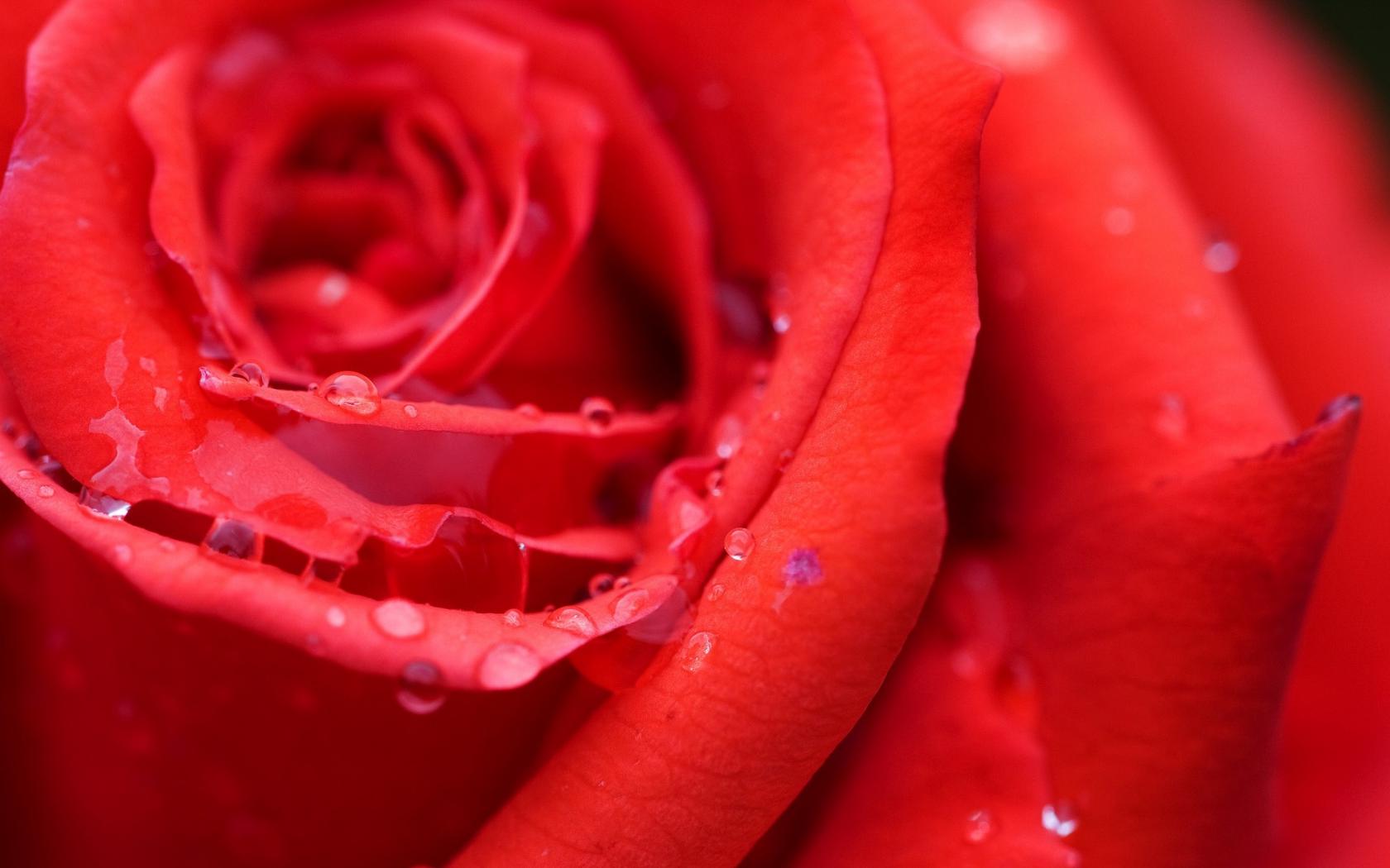 Красная роза, картинки Цветы картинки, обои рабочий стол