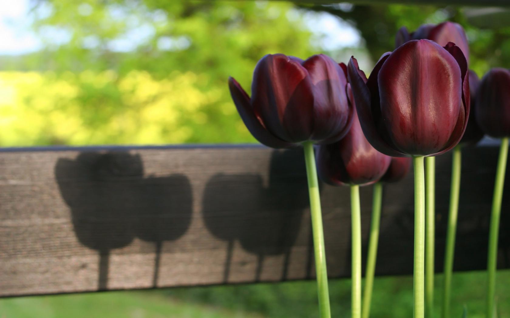 Тюльпаны, стебли, свет, природа, весна, цветы Цветы картинки, обои рабочий стол