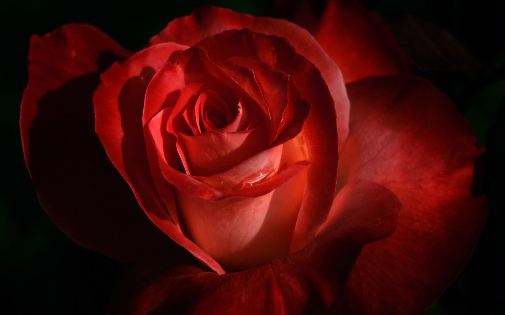 Алая роза в темноте Цветы картинки, обои рабочий стол