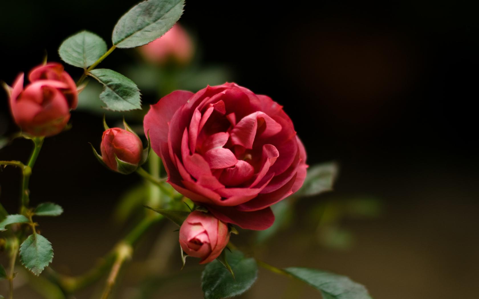 Роза - с красивыми цветами Цветы картинки, обои рабочий стол