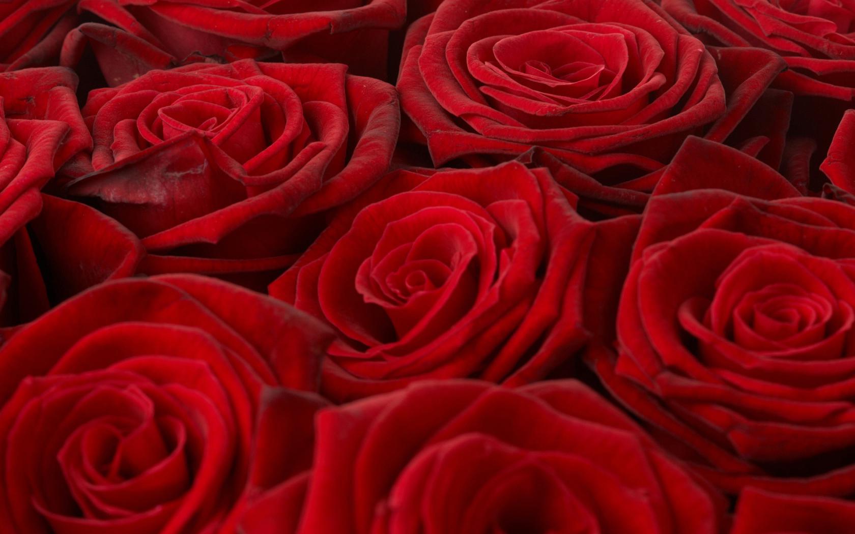 Rose, розы, много Цветы картинки, обои рабочий стол