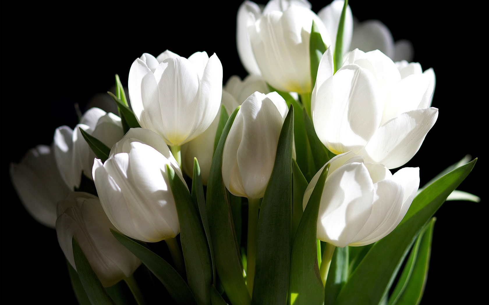 цветы, белые, темный фон, букет, тюльпаны Цветы картинки, обои рабочий стол