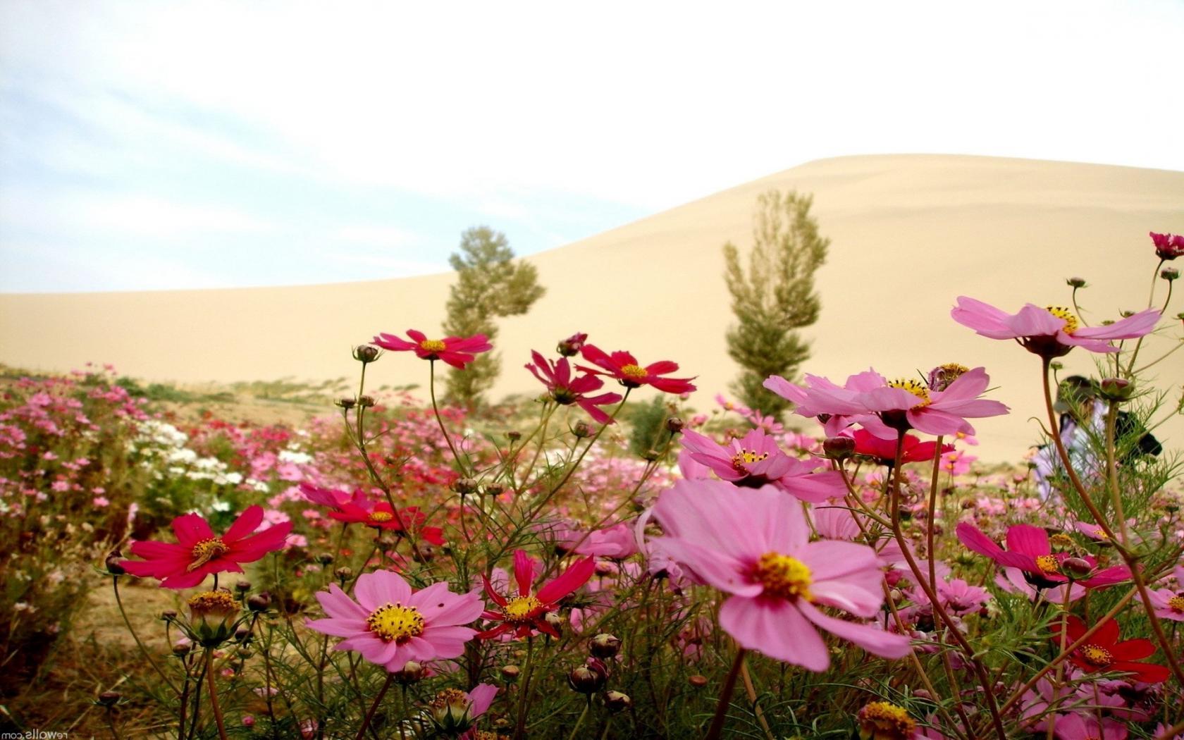 Пустыня, дюны, песок, цветы Цветы картинки, обои рабочий стол