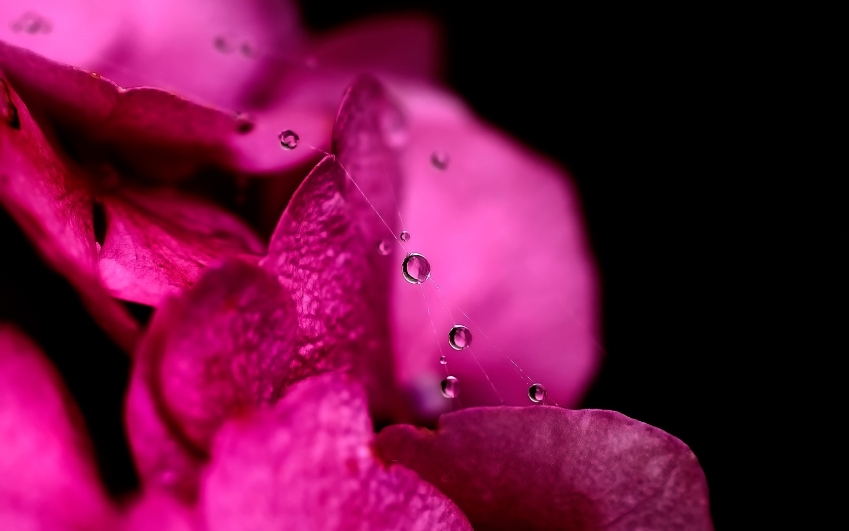Розовая свежесть Цветы картинки, обои рабочий стол