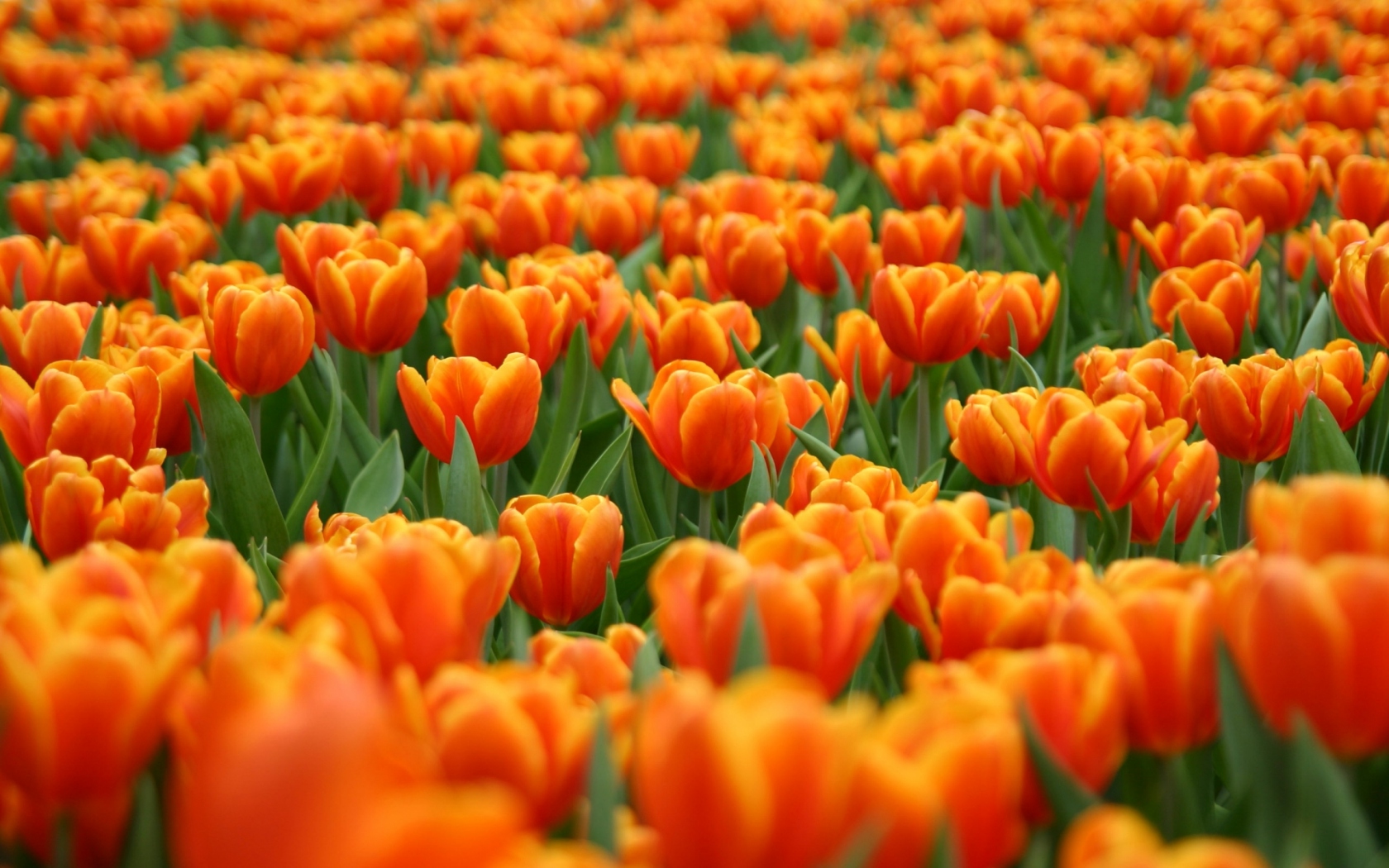 Оранжевые тюльпаны Цветы картинки, обои рабочий стол
