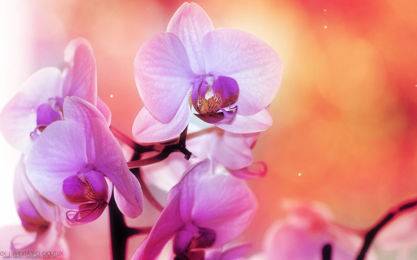 Орхидея, розовый Цветы картинки, обои рабочий стол