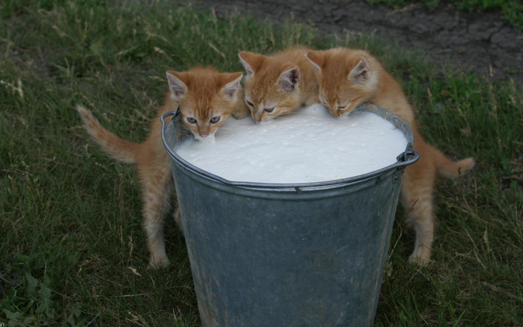 Кошки, молоко, ведро, природа Животные картинки, обои рабочий стол