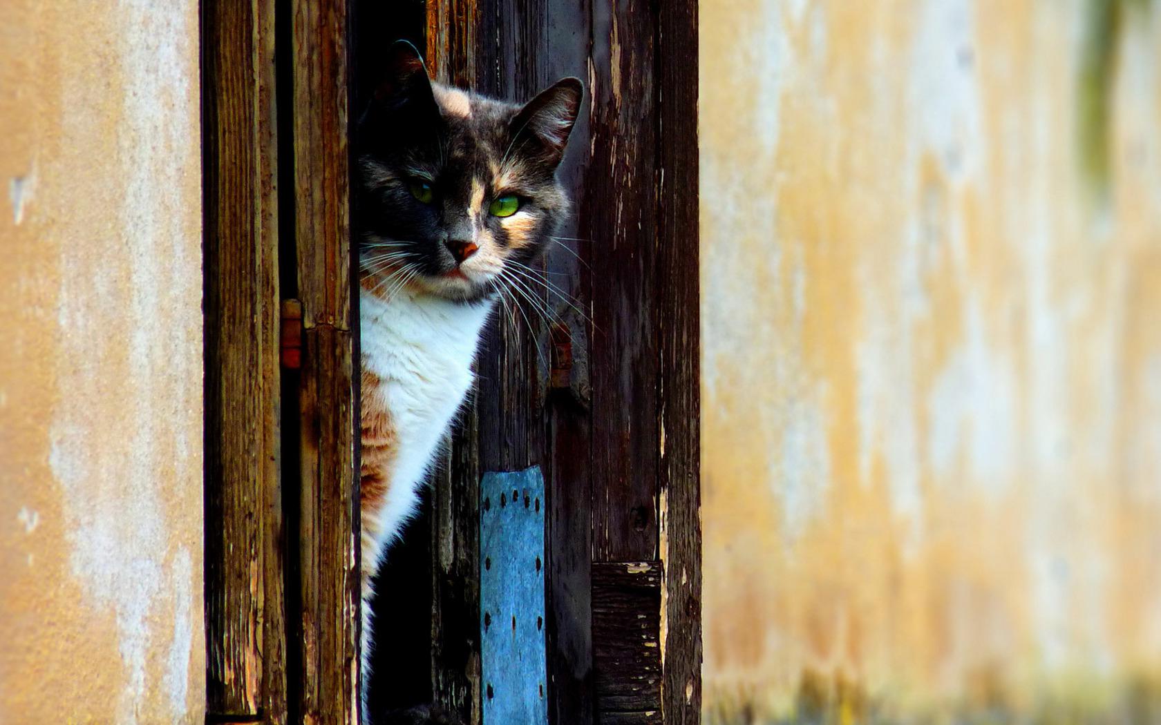 Кошка выглядывающая из двери Животные картинки, обои рабочий стол