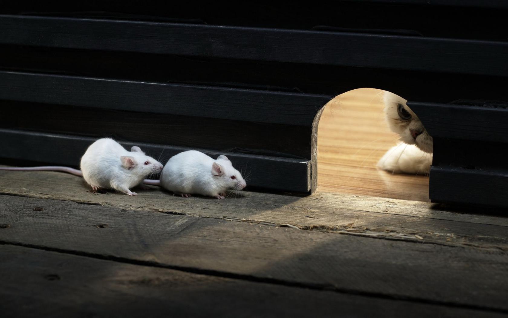Кошки-мышки Животные картинки, обои рабочий стол