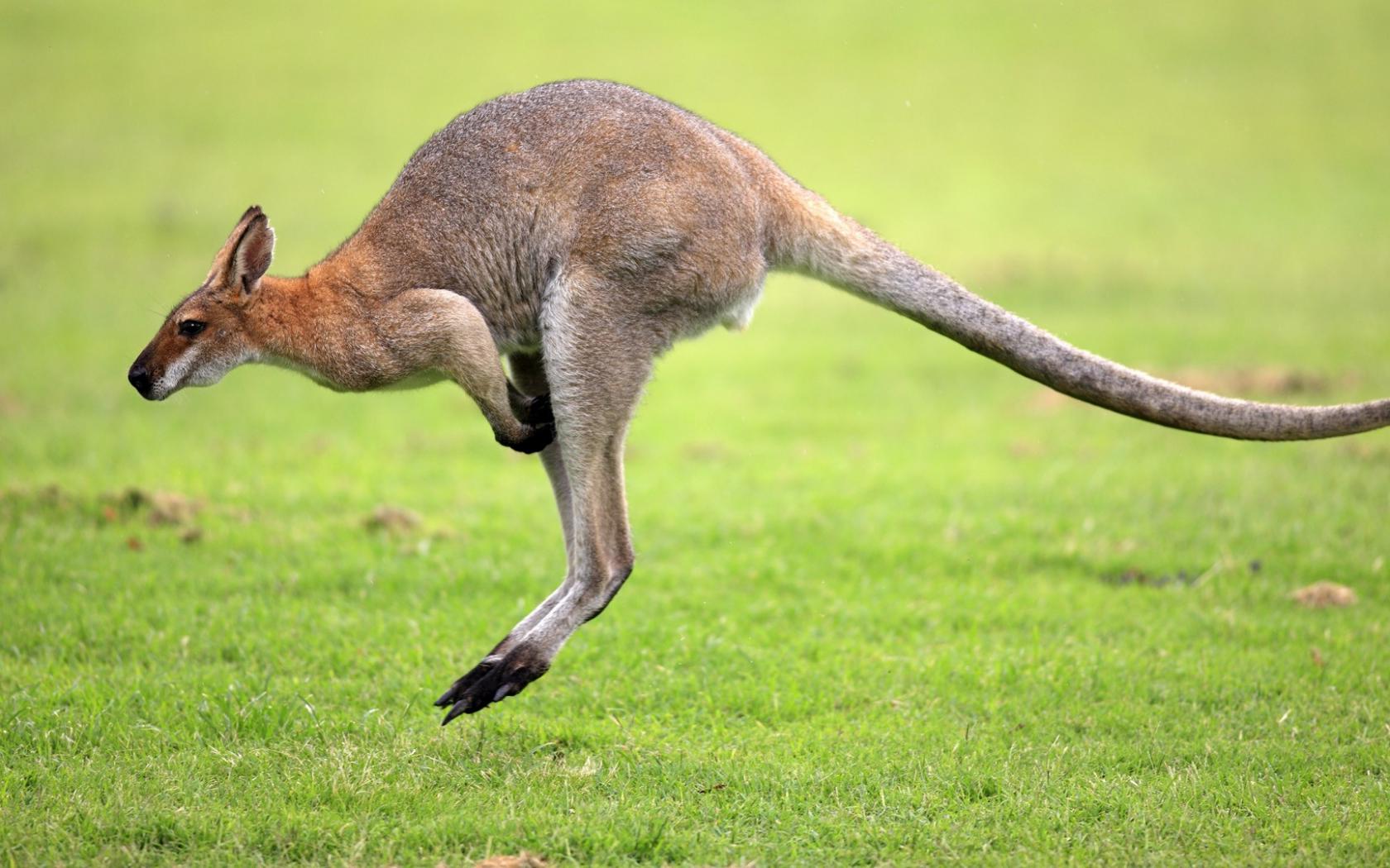 Австралийский кенгуру Животные картинки, обои рабочий стол