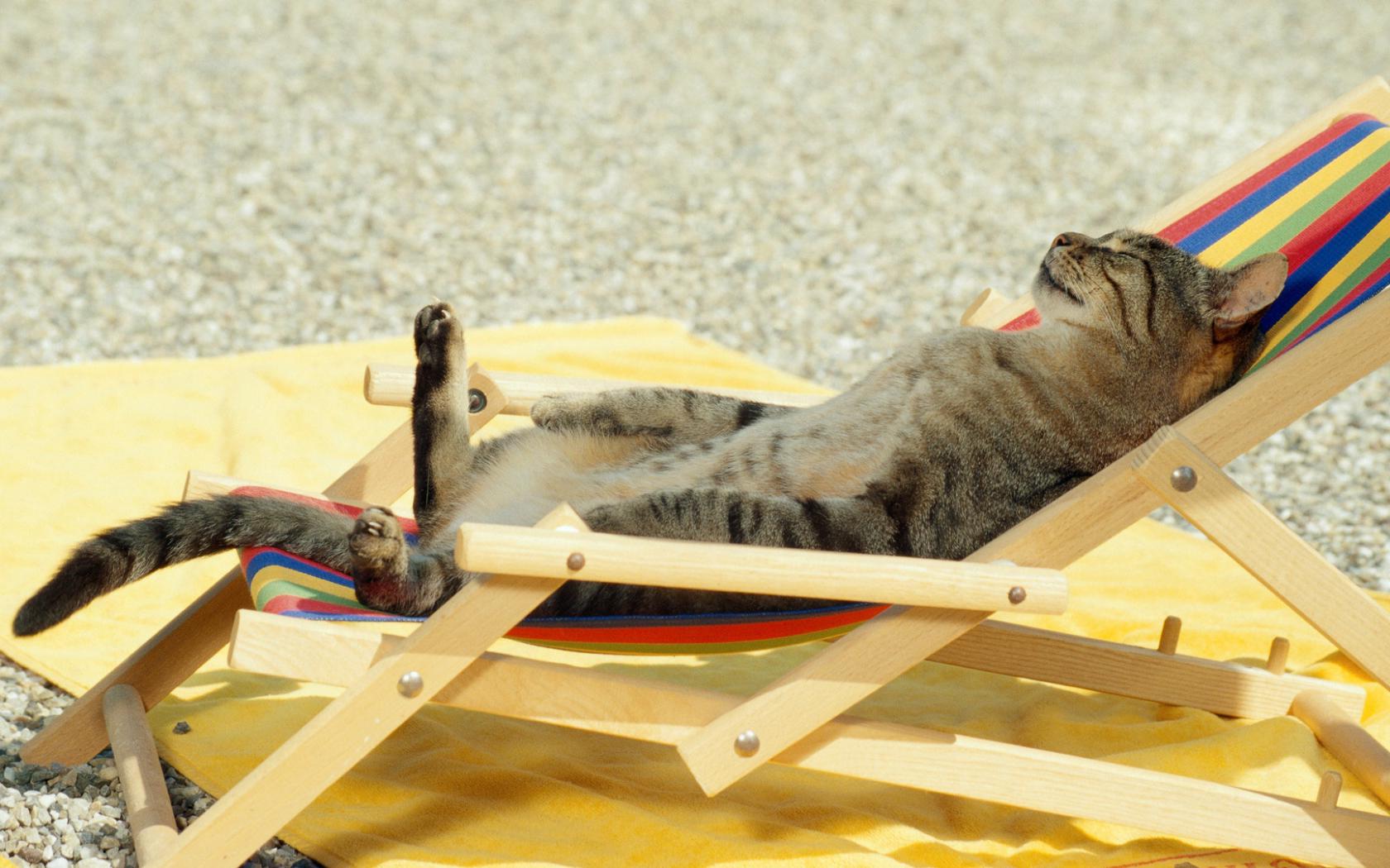 Кот, загар, пляж, лежак Животные картинки, обои рабочий стол