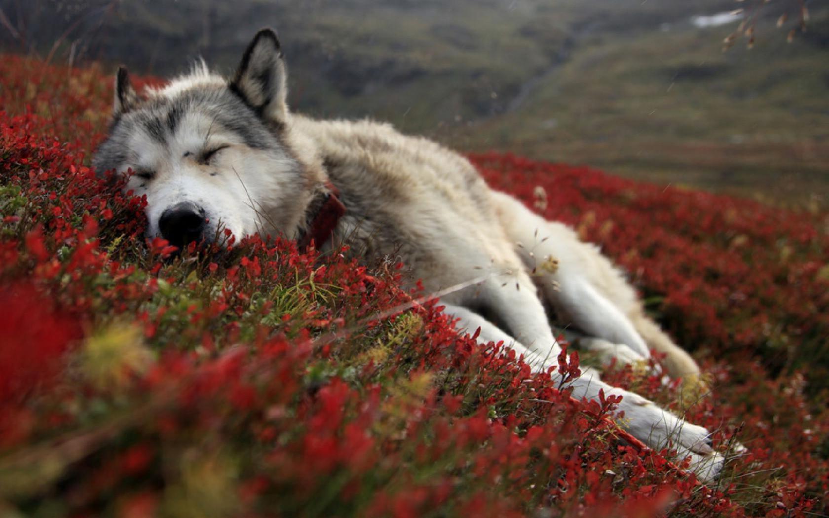 спящий волк