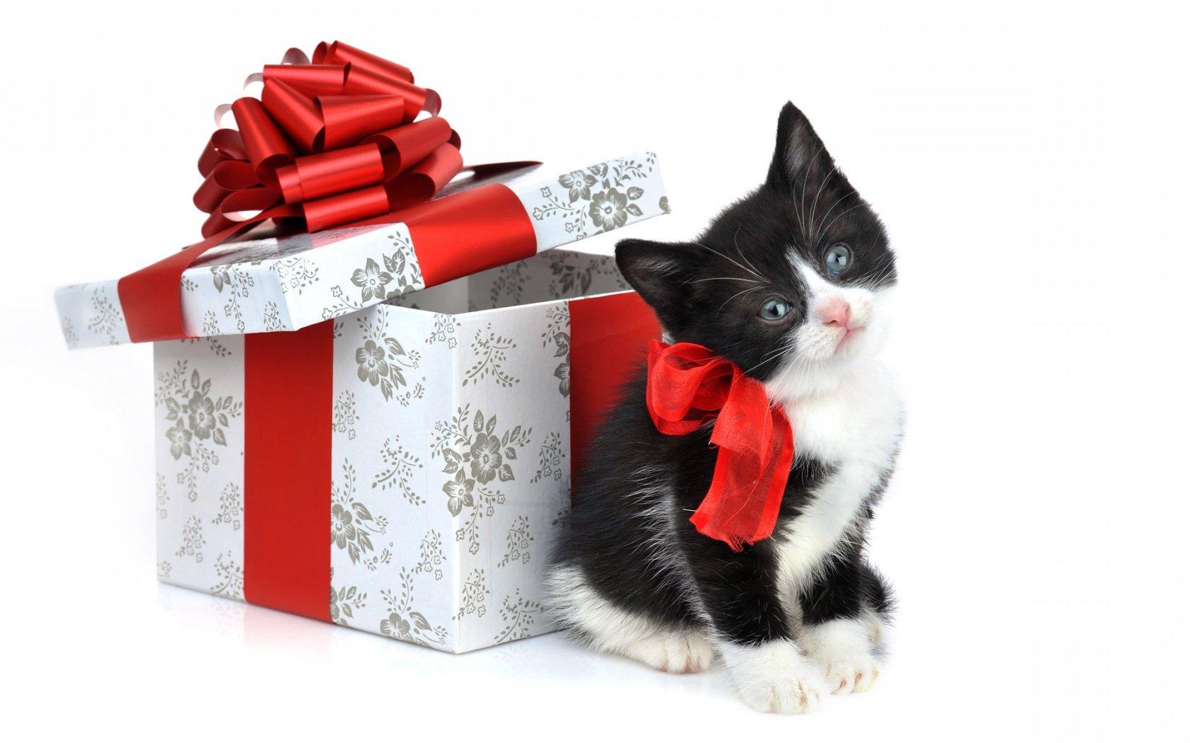 Что подарить котову Что подарить котову