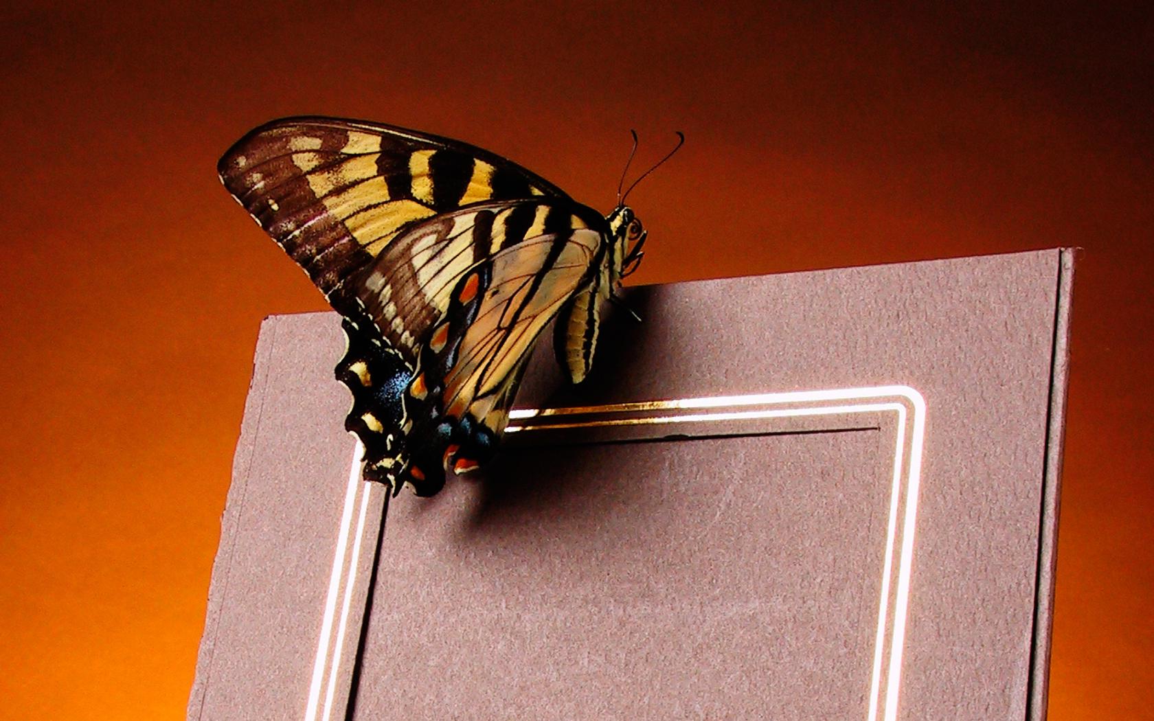 Бабочка на рамке Животные картинки, обои рабочий стол