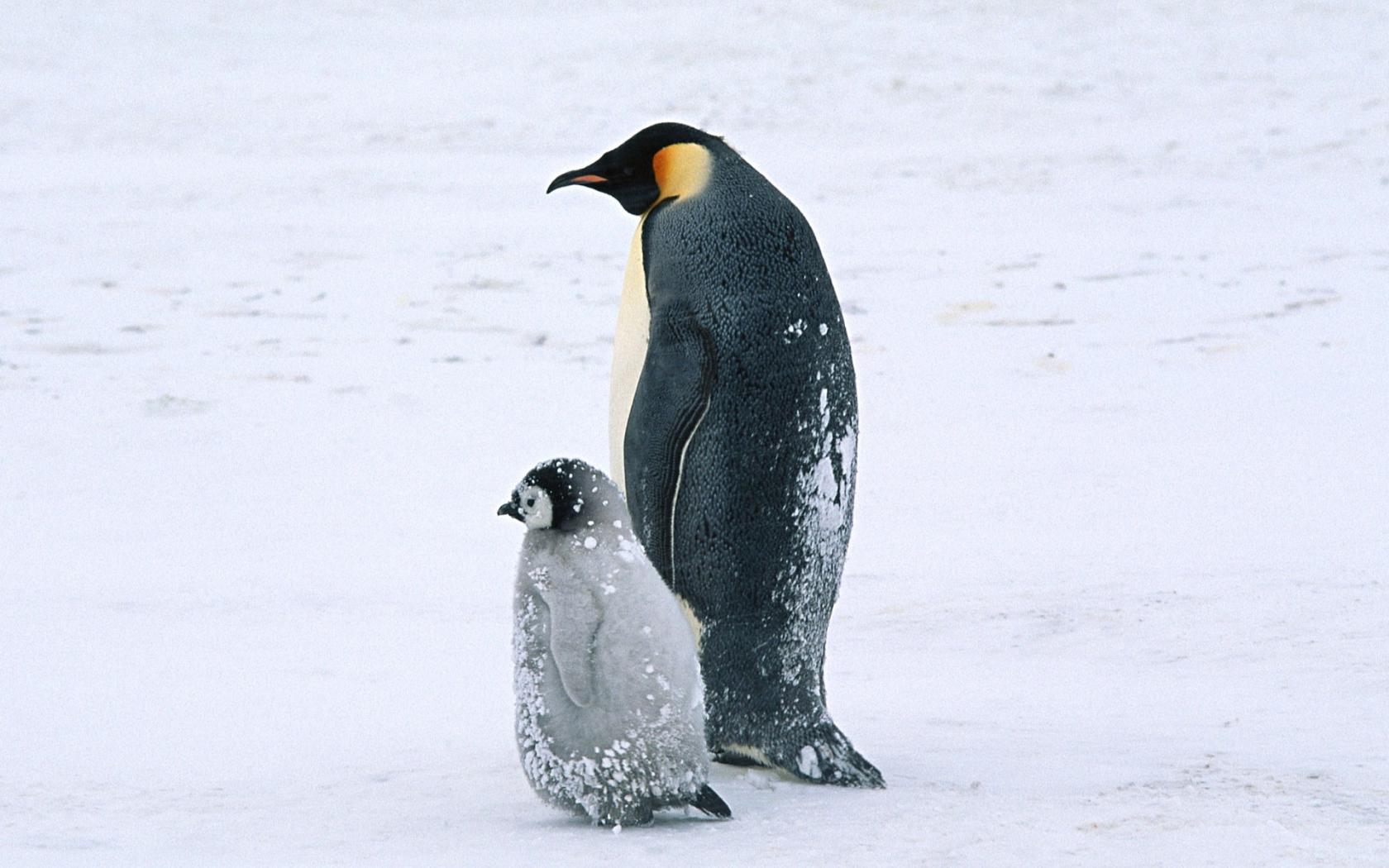 Пингвин с птенцом Животные картинки, обои рабочий стол