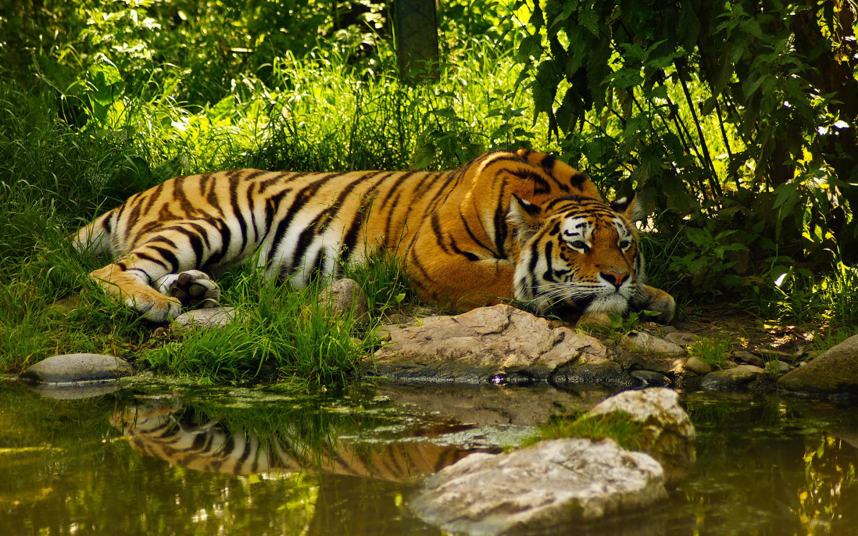 Тигр, пруд, умиротворение, вода Животные картинки, обои рабочий стол