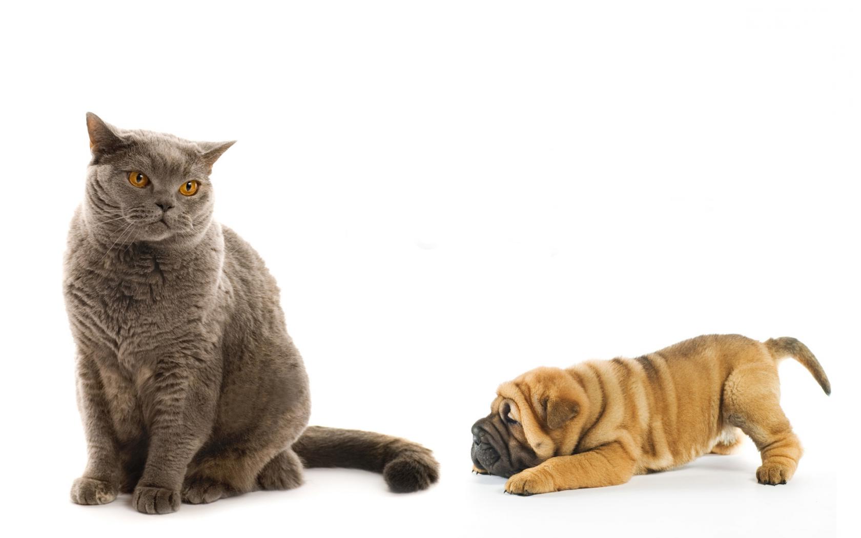 Кошка и собака Животные картинки, обои рабочий стол