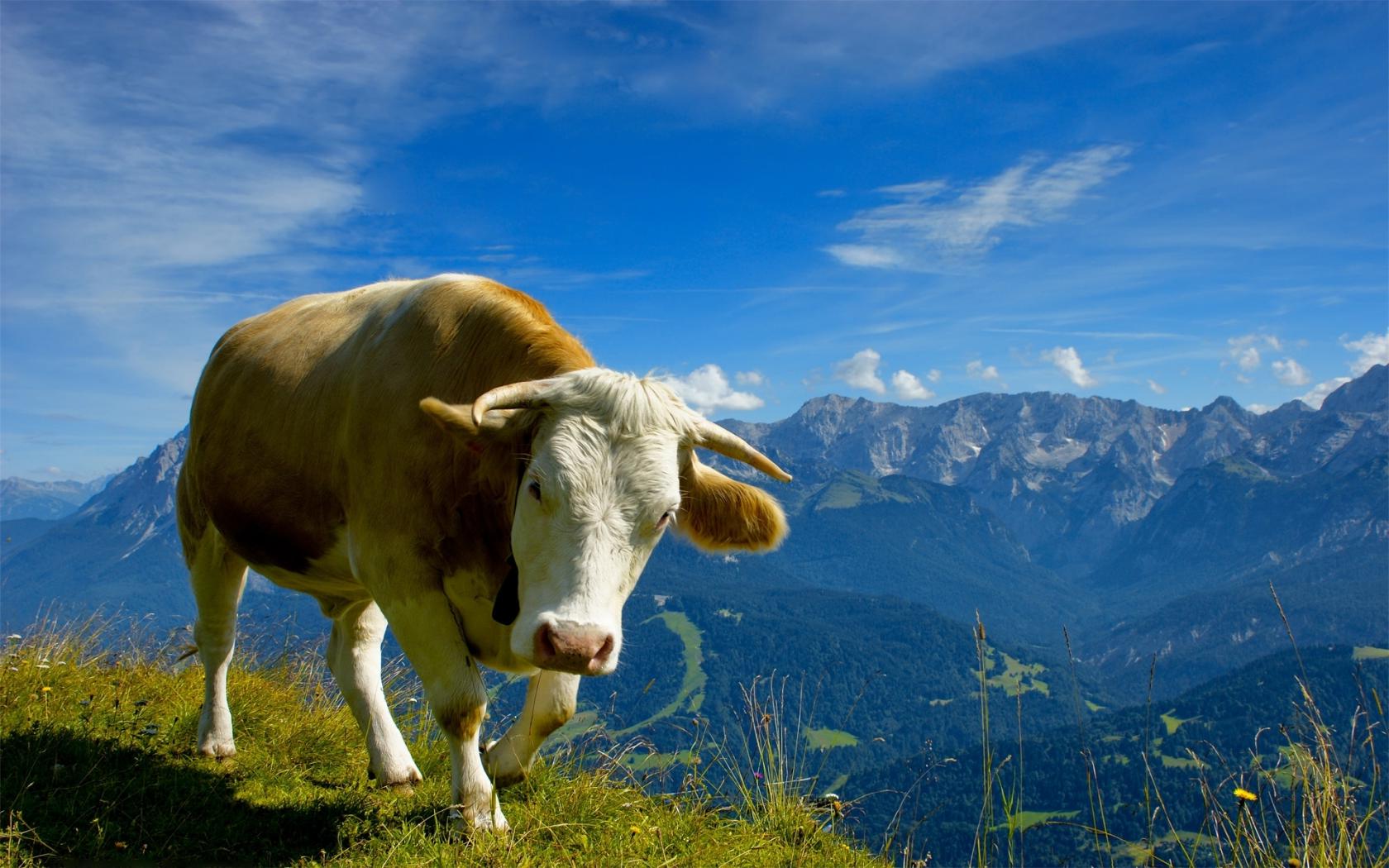 Корова на лугу Животные картинки, обои рабочий стол