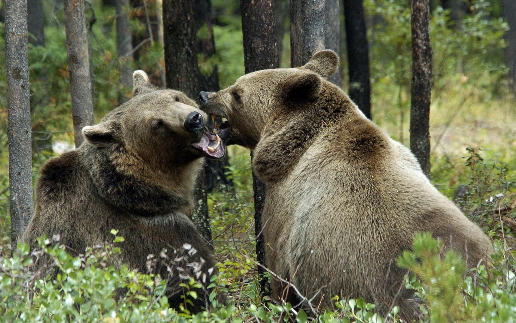 Медвежья пара Животные картинки, обои рабочий стол