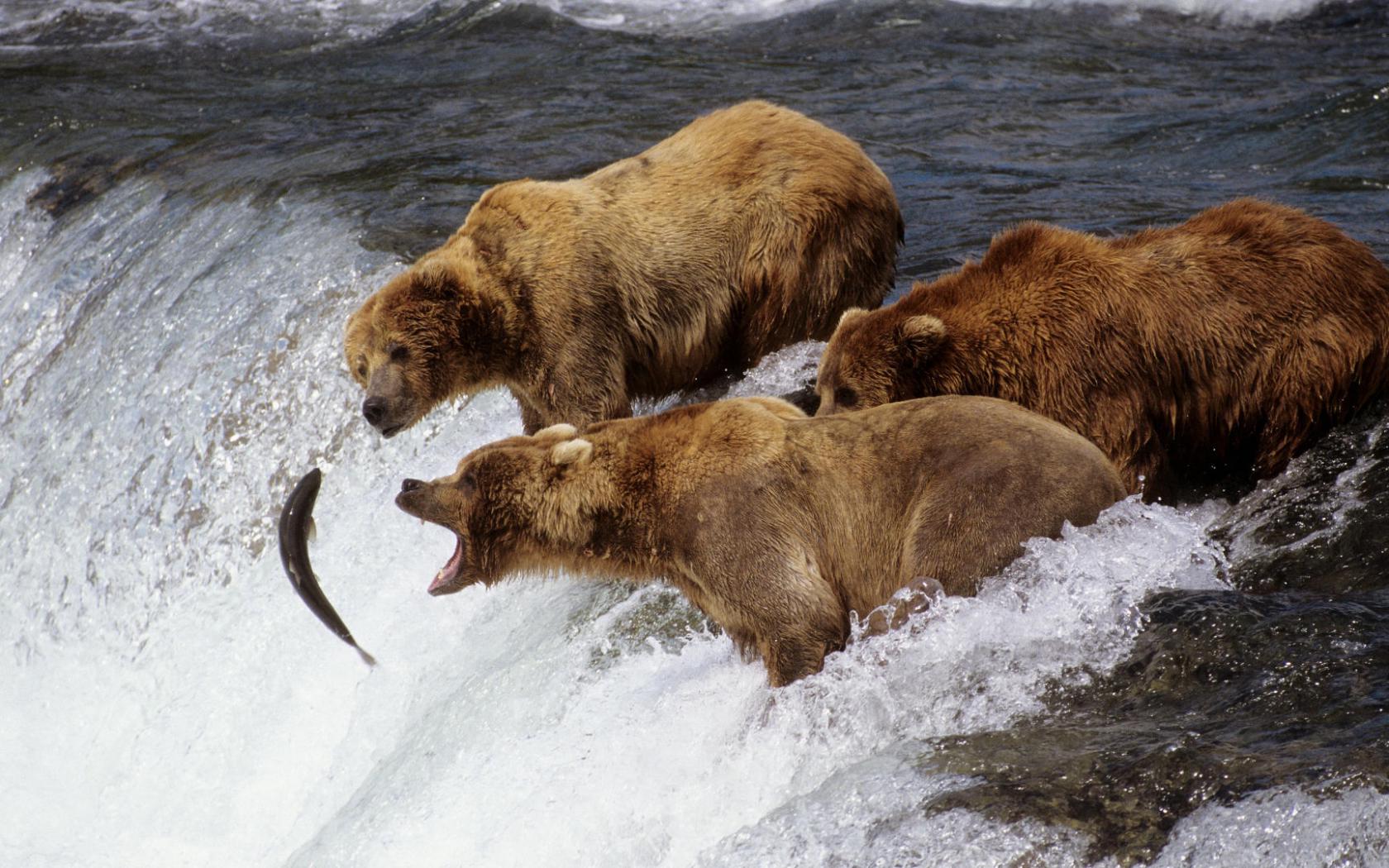 Медведи рыболовы Животные картинки, обои рабочий стол