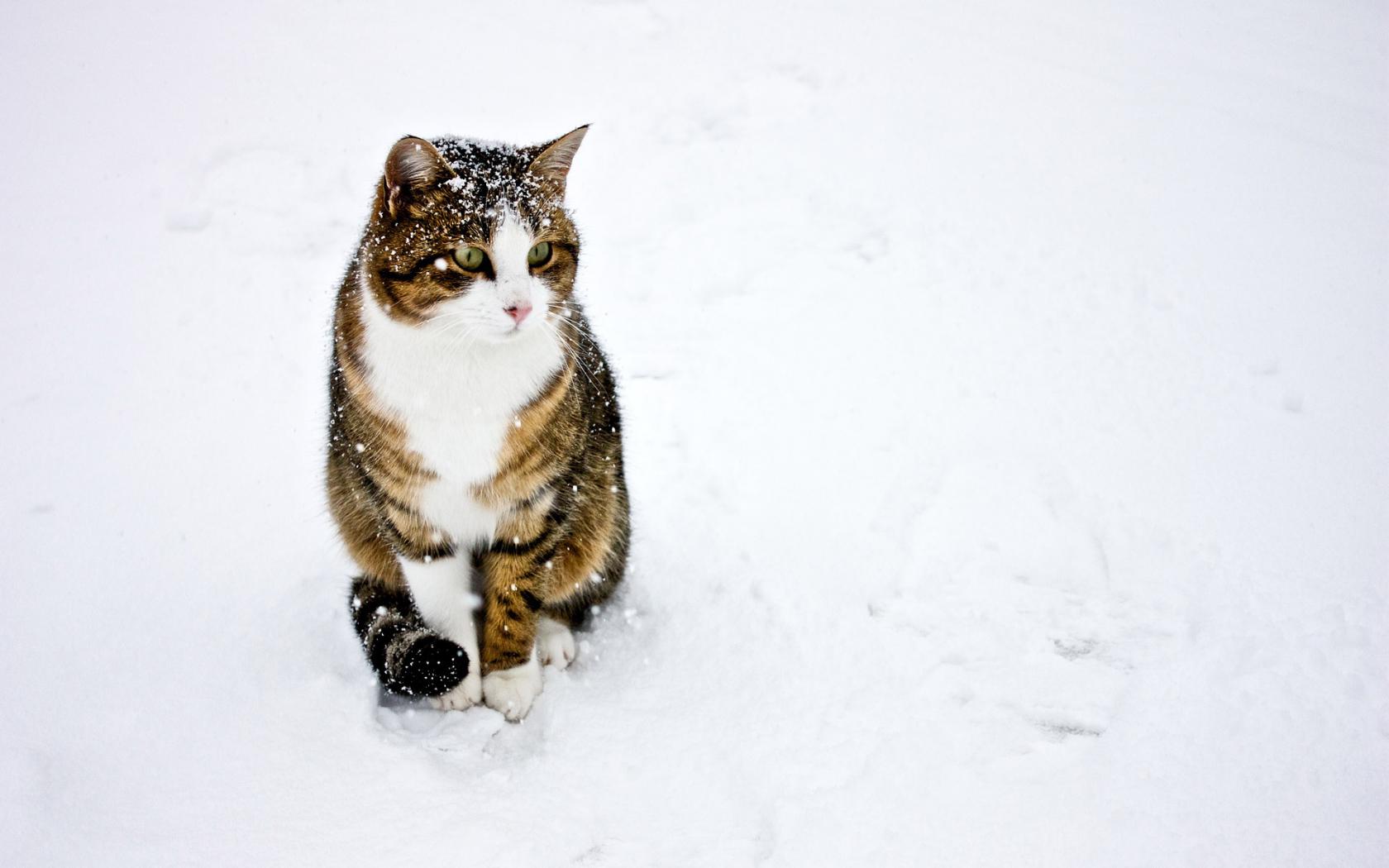 Кот на снегу Животные картинки, обои рабочий стол