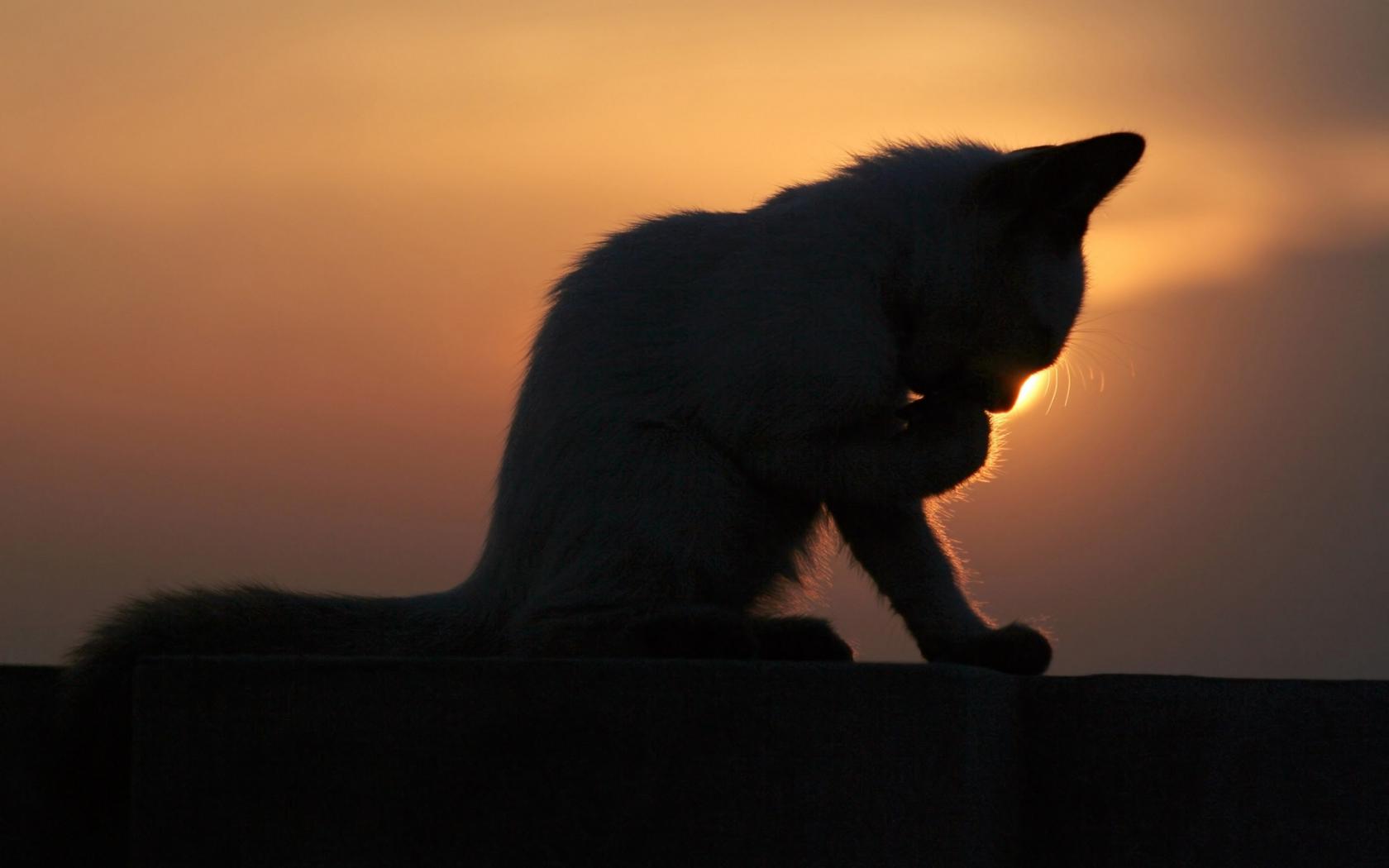 Котенок на фоне заката Животные картинки, обои рабочий стол