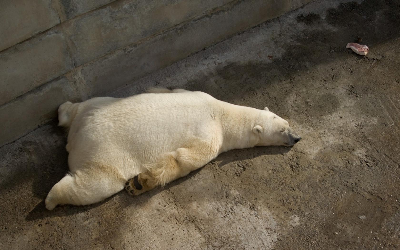 Спящий белый медведь Животные картинки, обои рабочий стол