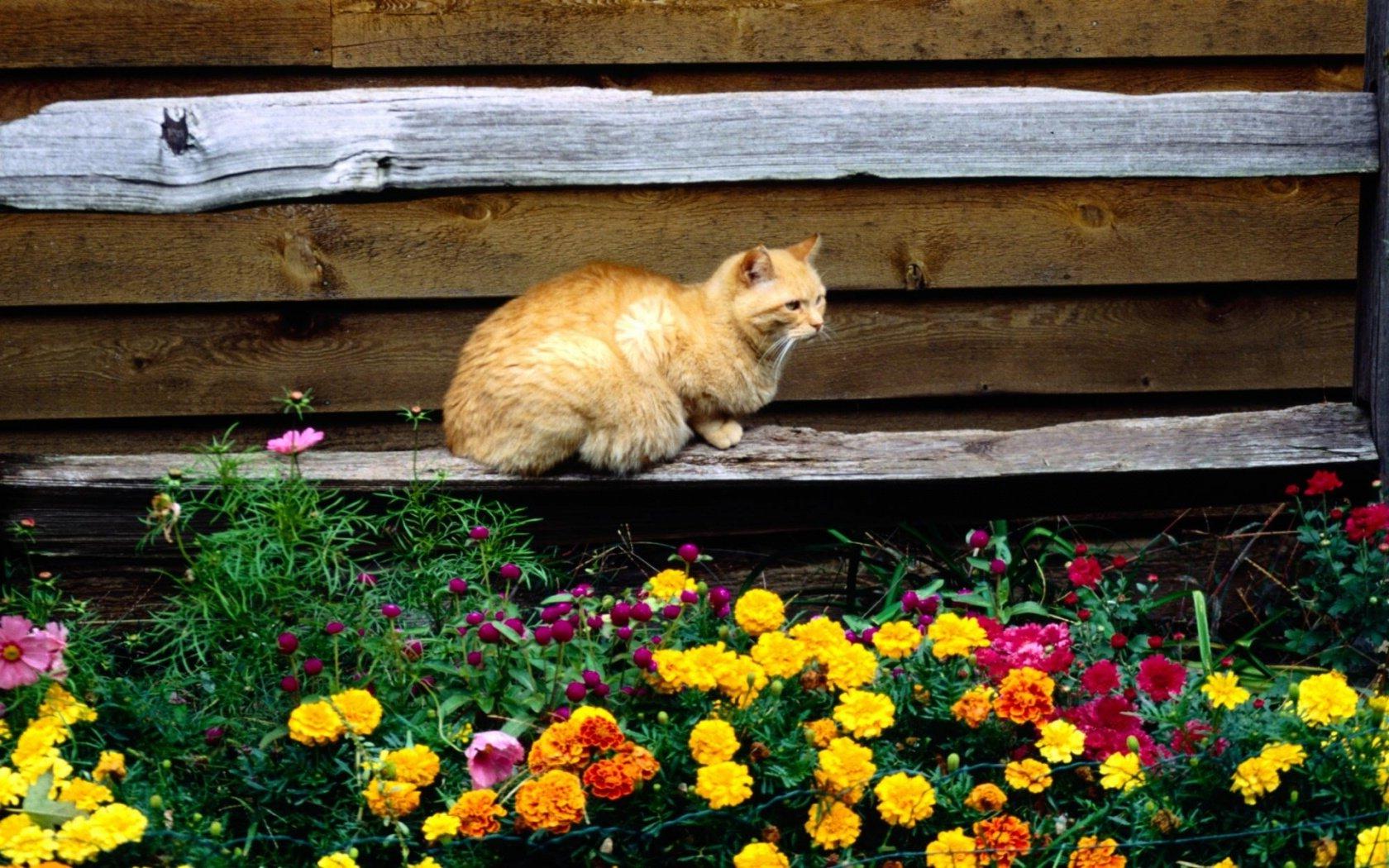 Cat and flowers Животные картинки, обои рабочий стол