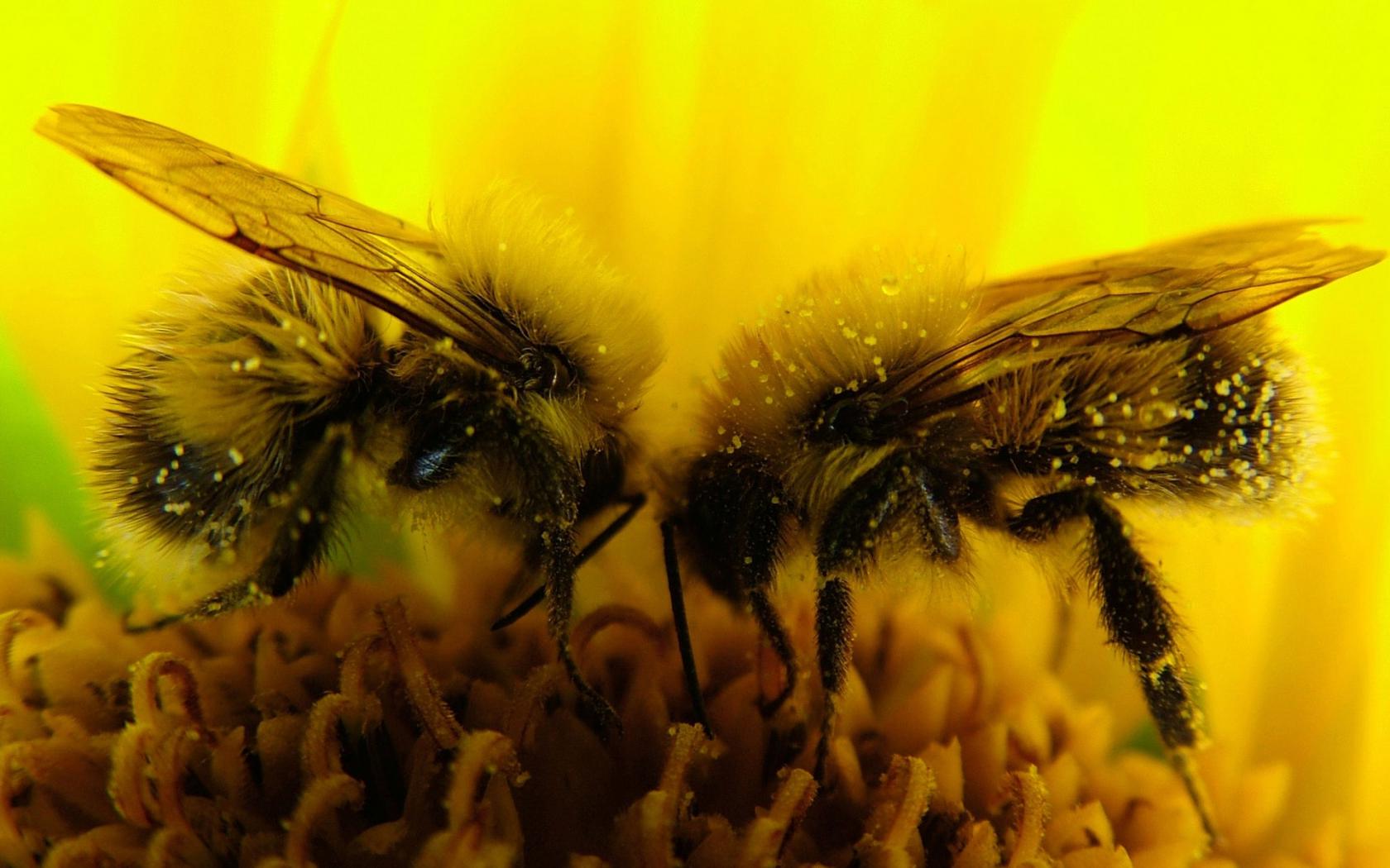 Две пчелки собирают пыльцу Животные картинки, обои рабочий стол