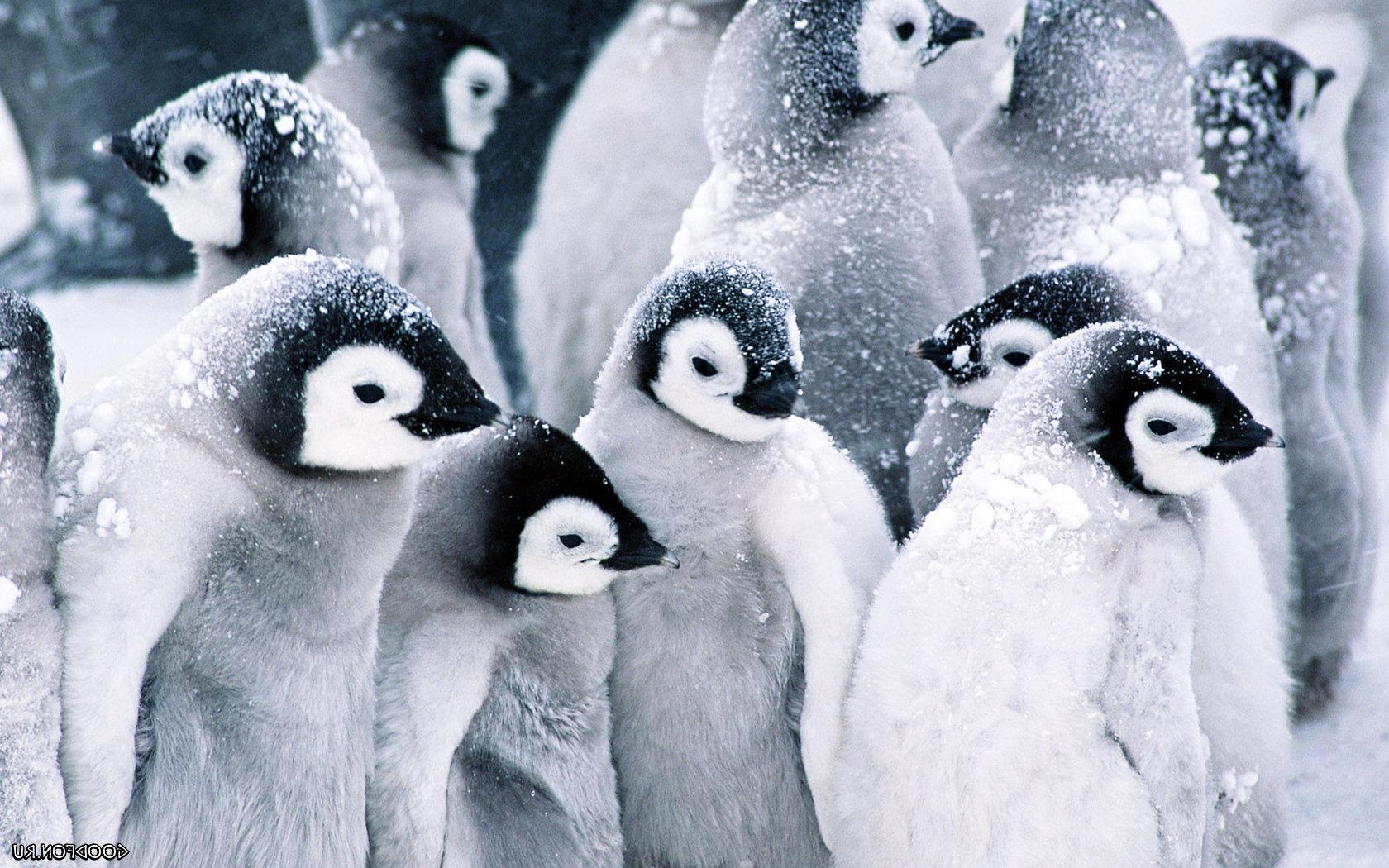 Замерзжие пингвины Животные картинки, обои рабочий стол