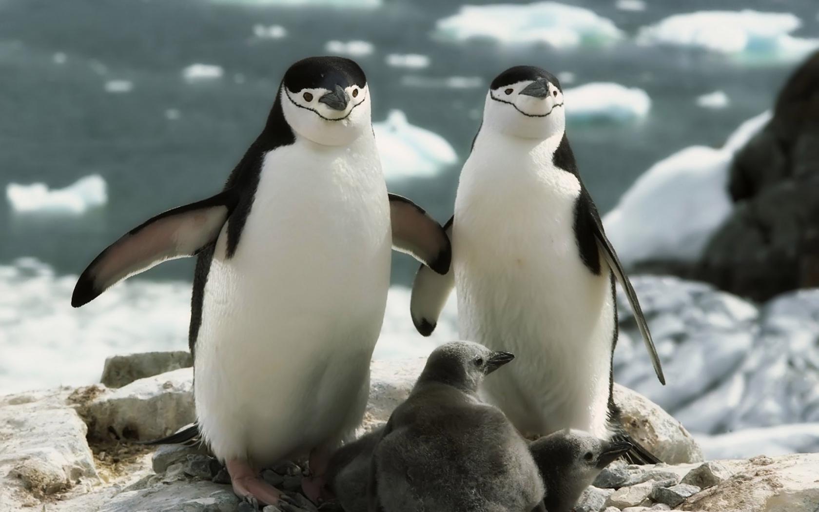Пингвинья семья Животные картинки, обои рабочий стол