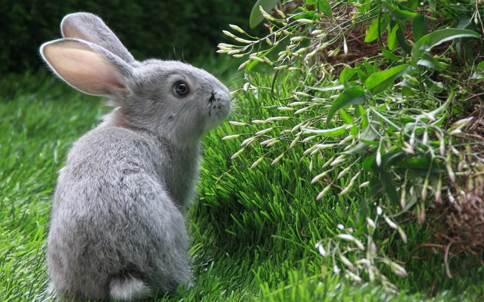 Серый кролик в траве Животные картинки, обои рабочий стол