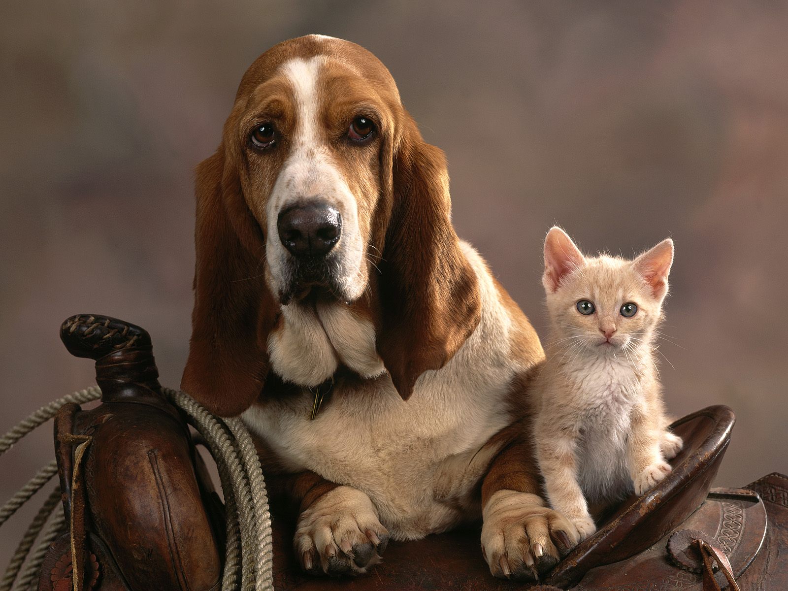 Котенок и собака Кошки картинки, обои рабочий стол