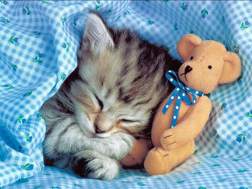 Котенок спит с мягкой игрушкой медвеженка Кошки картинки, обои рабочий стол