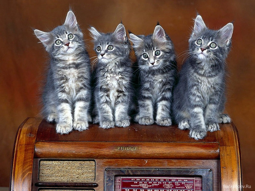 4 котенка Кошки картинки, обои рабочий стол